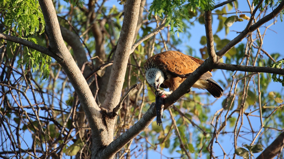 Black-collared Hawk - ML473438171