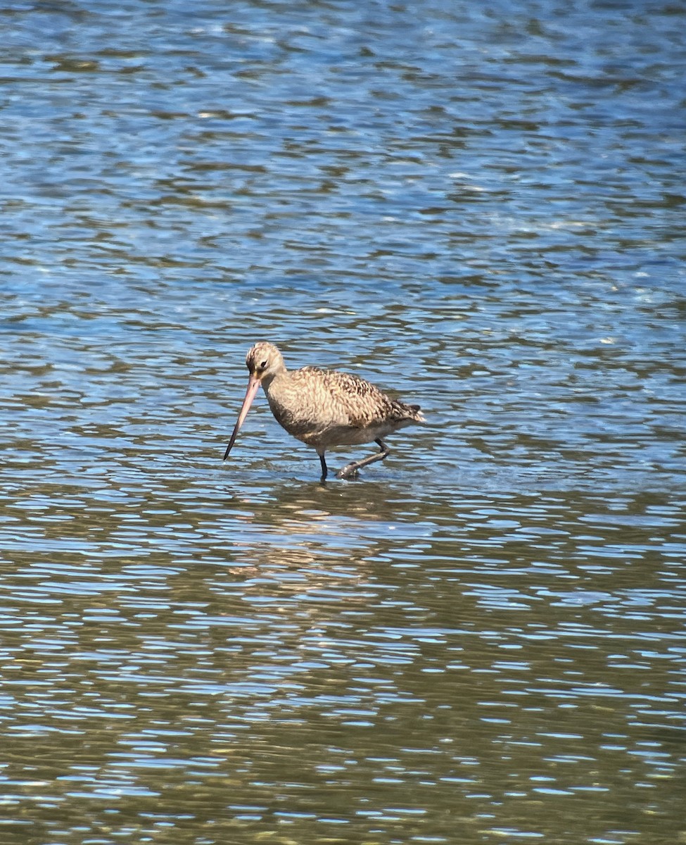 Marbled Godwit - ML473438291