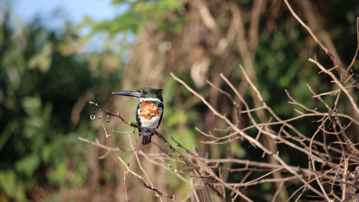 Amazon Kingfisher - ML473438431