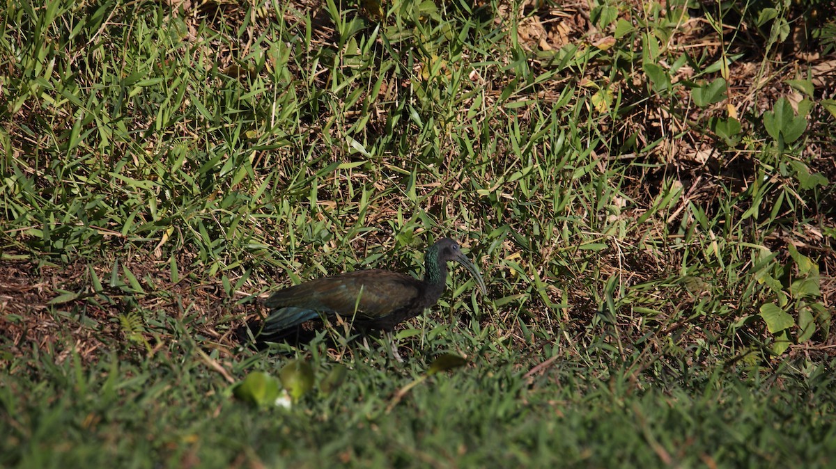 Green Ibis - ML473438631