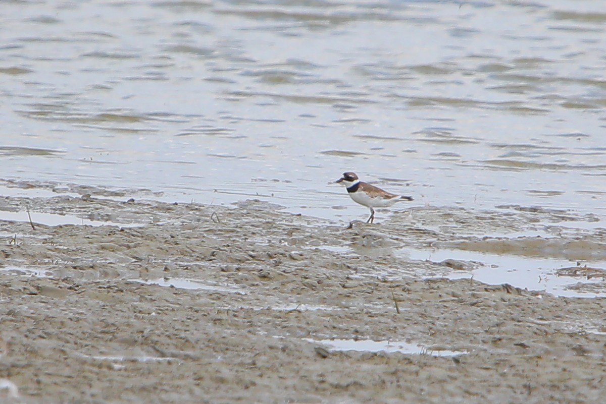 Semipalmated Plover - ML473438801