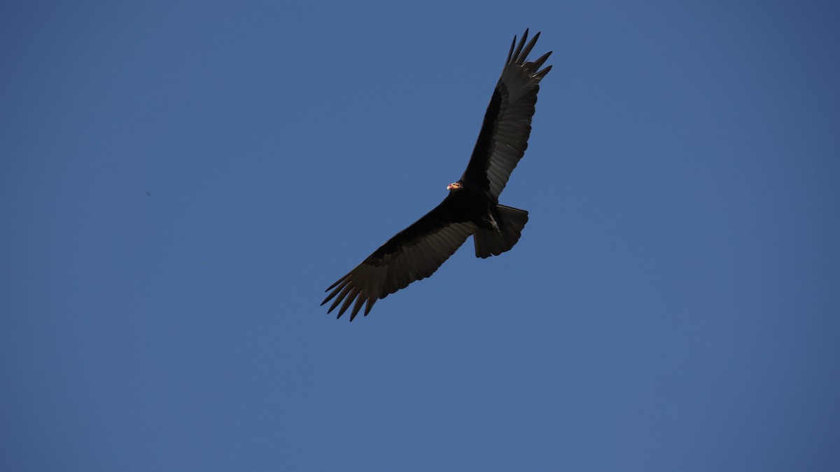 Lesser Yellow-headed Vulture - Amanda Bielskas