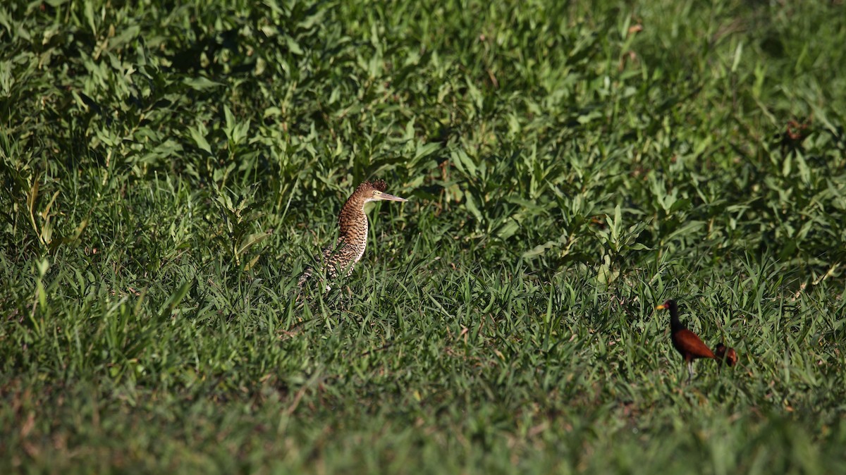 Rufescent Tiger-Heron - ML473439491