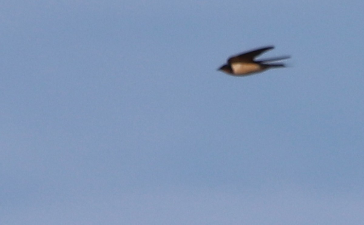 Barn Swallow (American) - Rob Bielawski