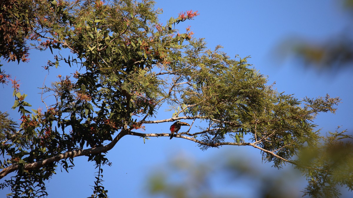 Chestnut-eared Aracari - ML473441281