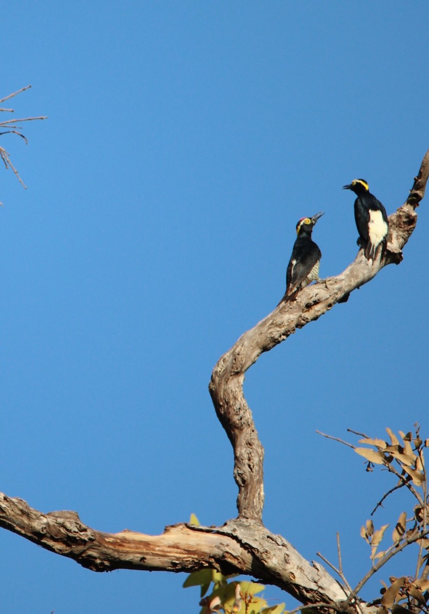 Yellow-tufted Woodpecker - ML473441361