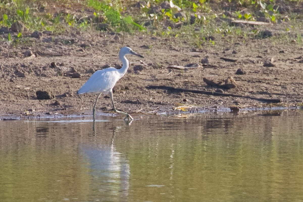 Little Blue Heron - ML473441391