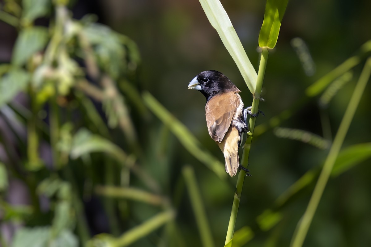 Black-breasted Munia - Bradley Hacker 🦜