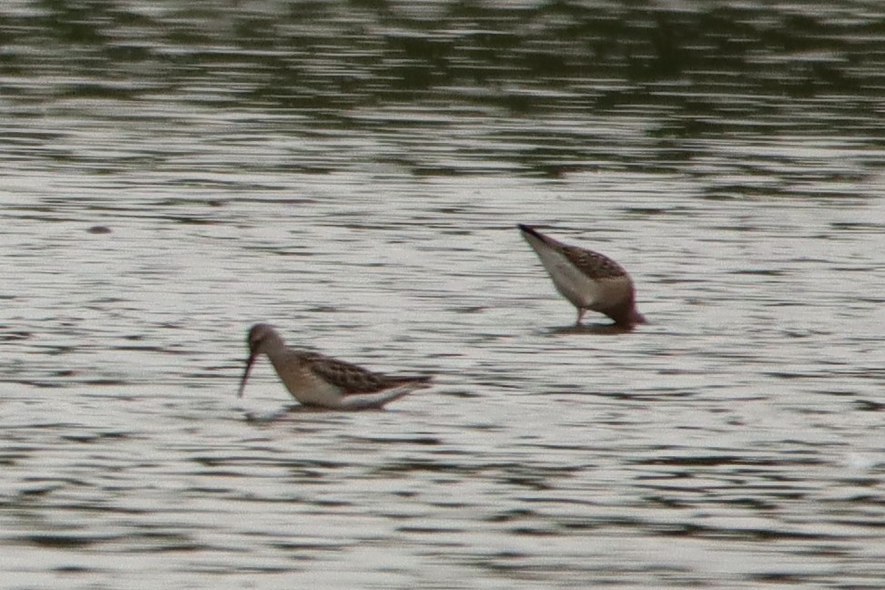 Stilt Sandpiper - ML473441801