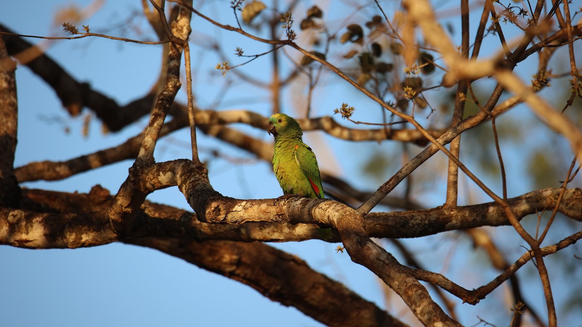 Turquoise-fronted Parrot - ML473441891