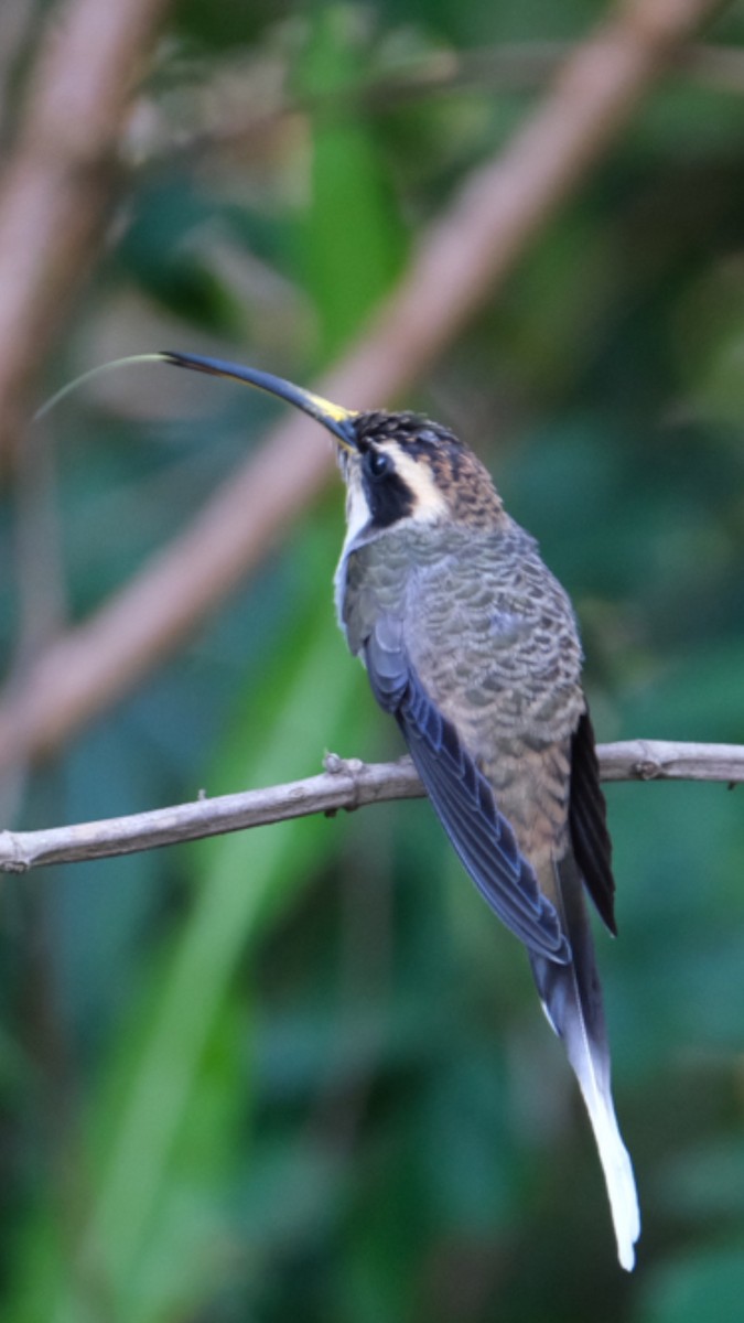 Scale-throated Hermit - ML473442011