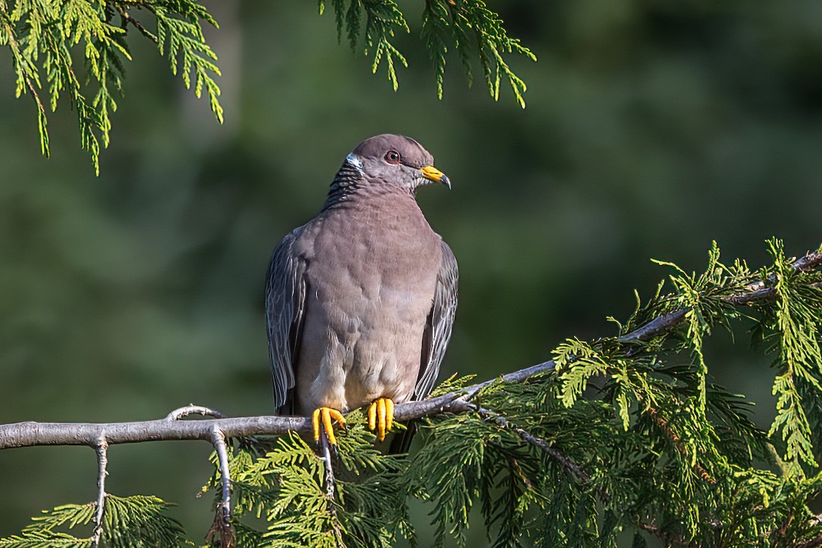 Band-tailed Pigeon - ML473442471