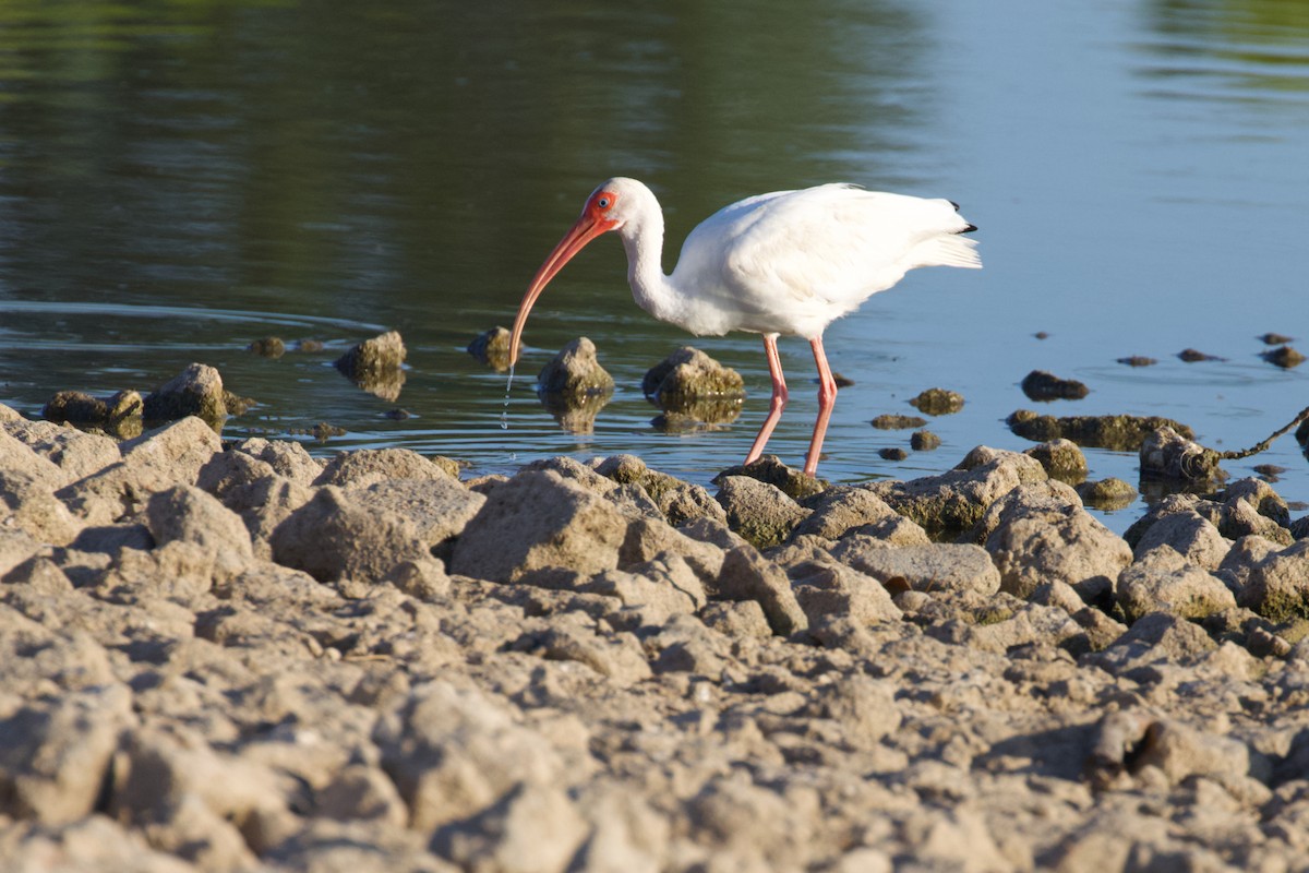 White Ibis - Sandi Templeton