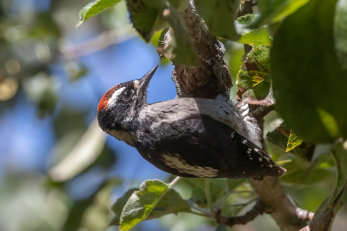 Downy Woodpecker - ML473443171