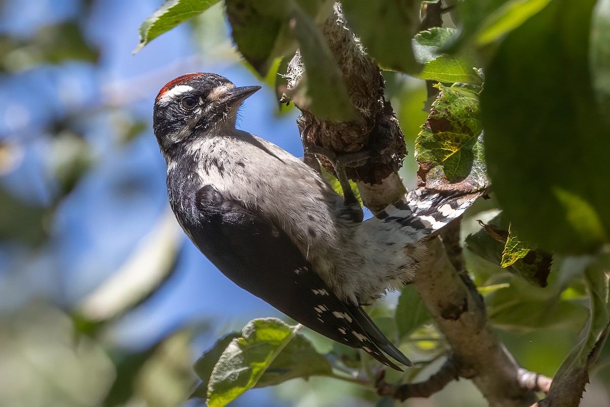 Downy Woodpecker - ML473443181
