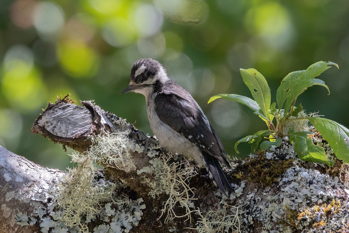 Downy Woodpecker - ML473443221