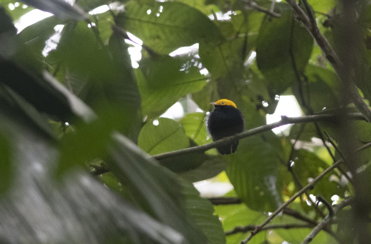 Golden-headed Manakin - ML473443361