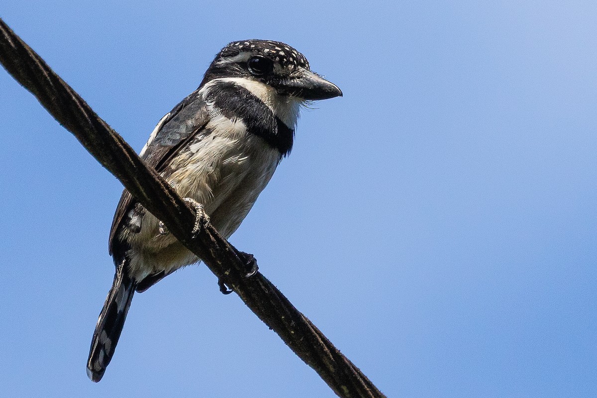 Pied Puffbird - ML473443371