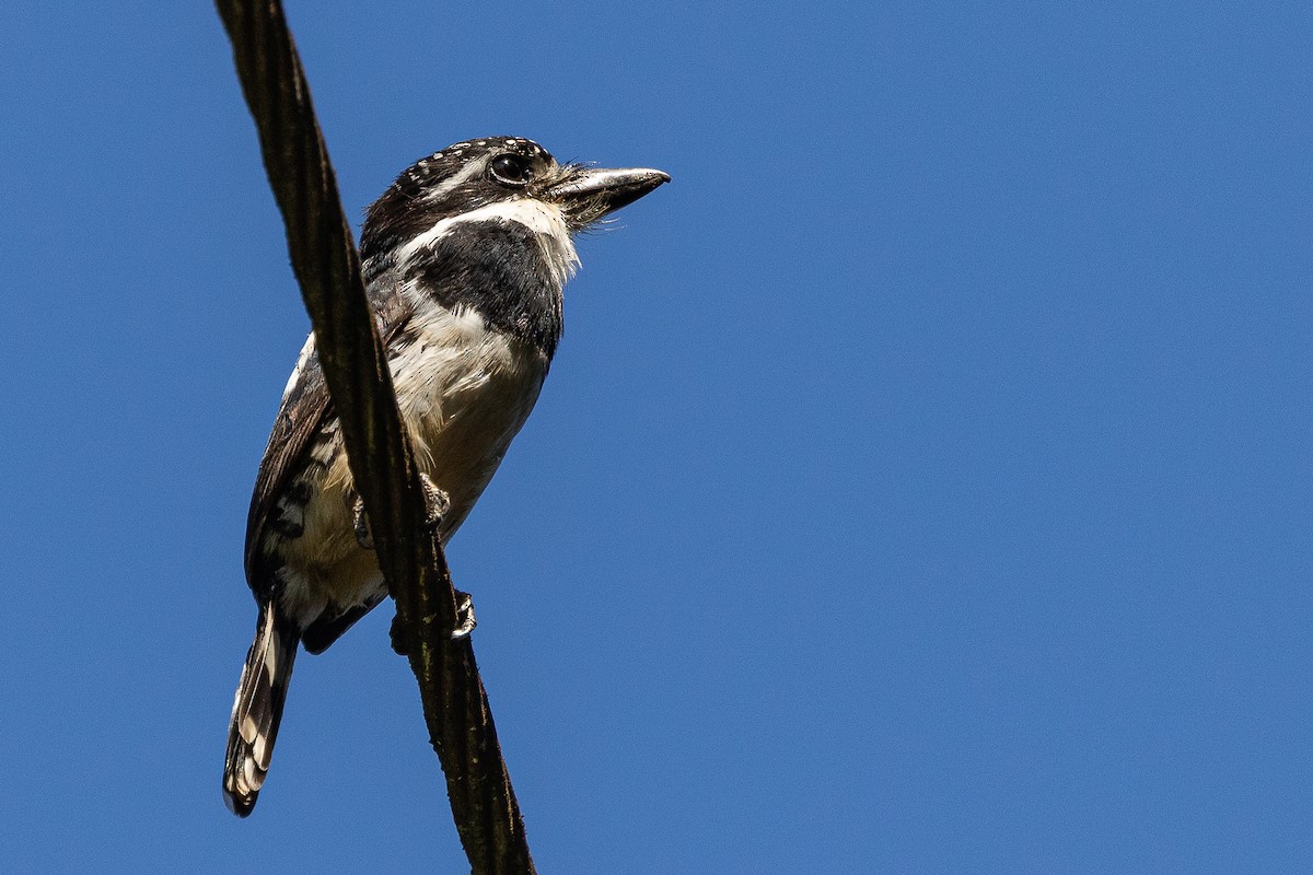 Pied Puffbird - ML473443411