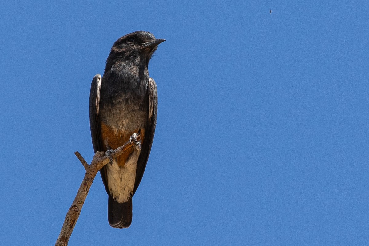 Swallow-winged Puffbird - ML473443461