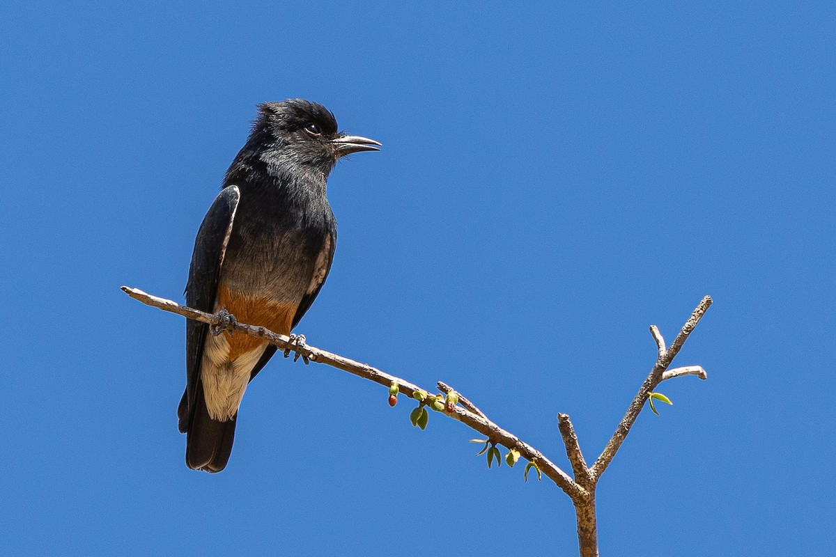 Swallow-winged Puffbird - Sergio Porto