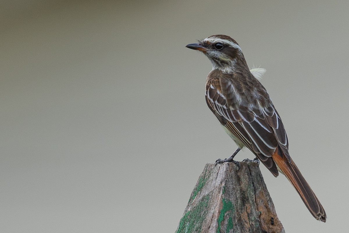 Variegated Flycatcher - ML473443481