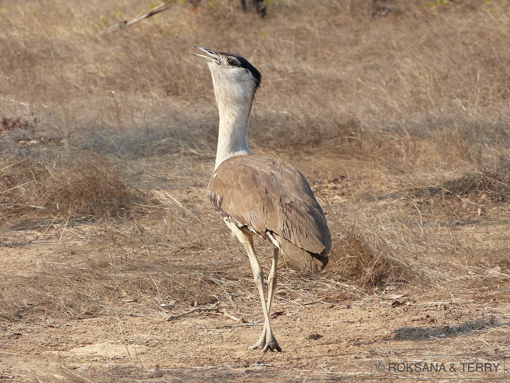 Australian Bustard - Roksana and Terry