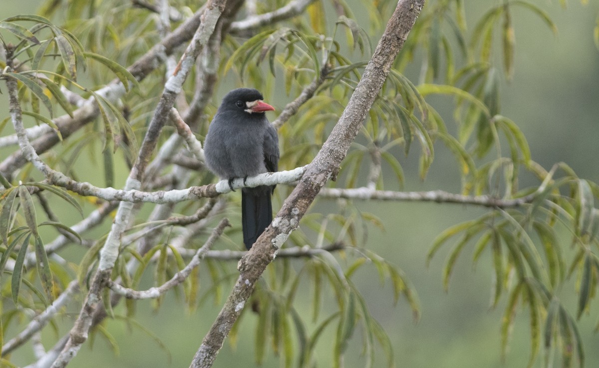 White-fronted Nunbird - ML473443681