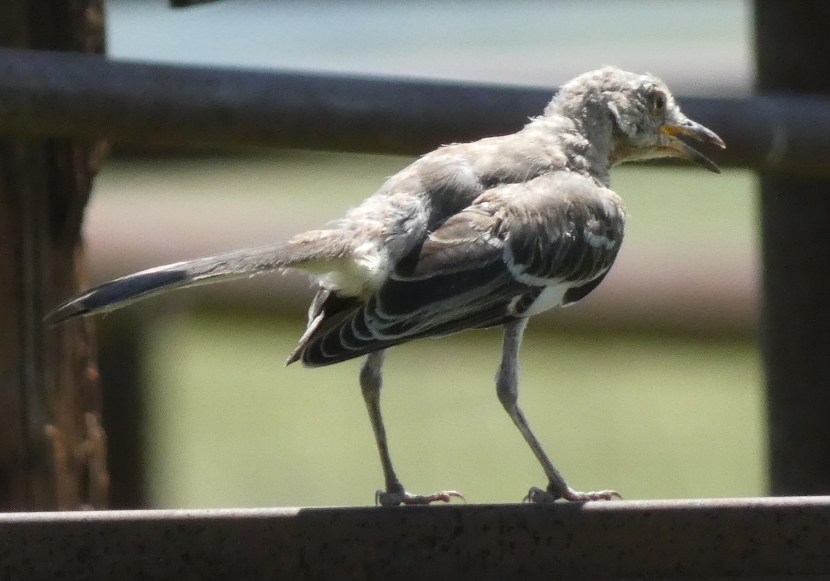 Northern Mockingbird - Steven C and Emily B