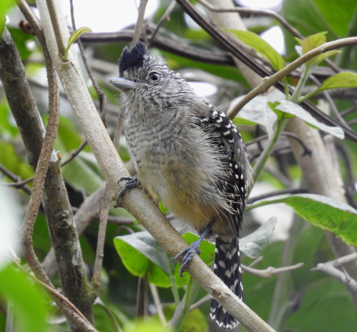 Chapman's Antshrike - ML473445671