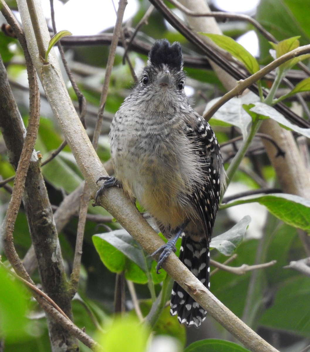 Chapman's Antshrike - ML473445701