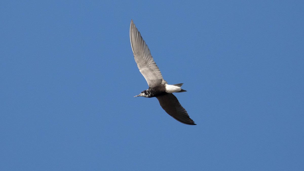 Black Tern - ML473446231