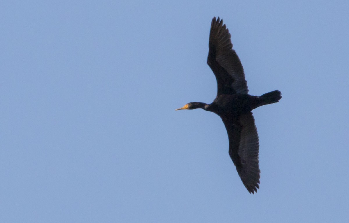 Double-crested Cormorant - Brent Angelo