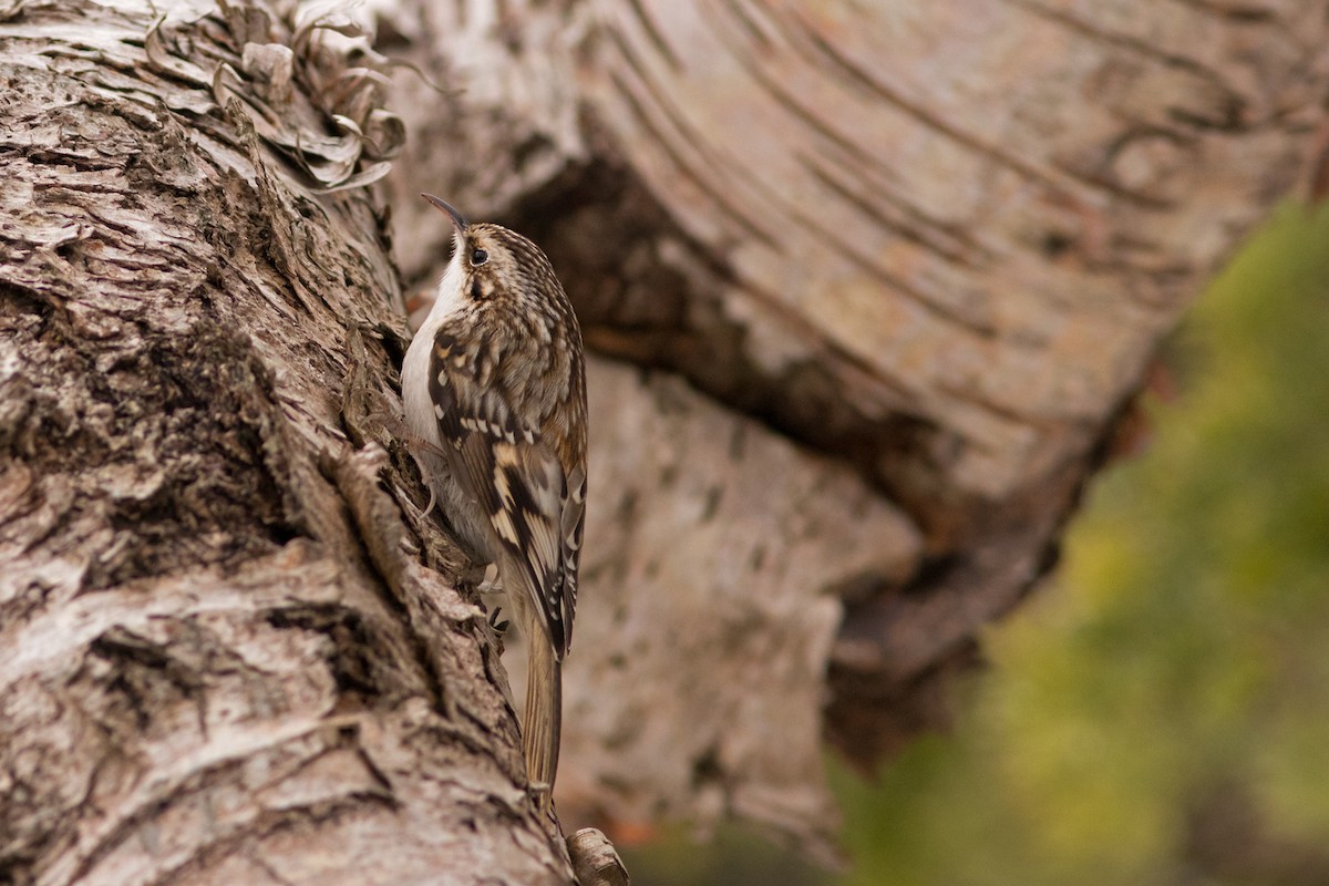 Brown Creeper - ML47344911