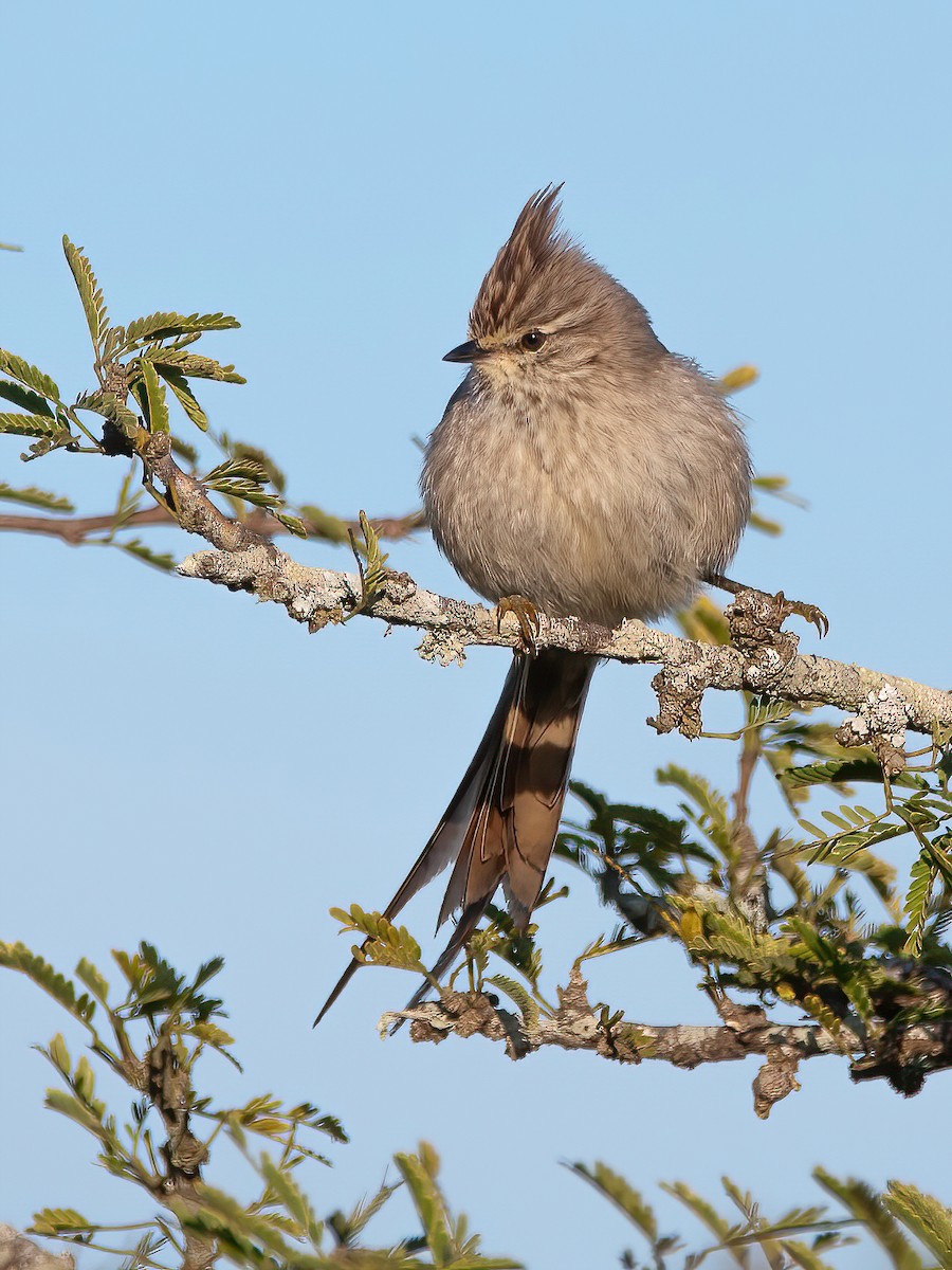 Tufted Tit-Spinetail - ML473452381