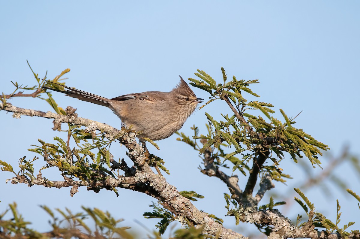 Tufted Tit-Spinetail - ML473452391