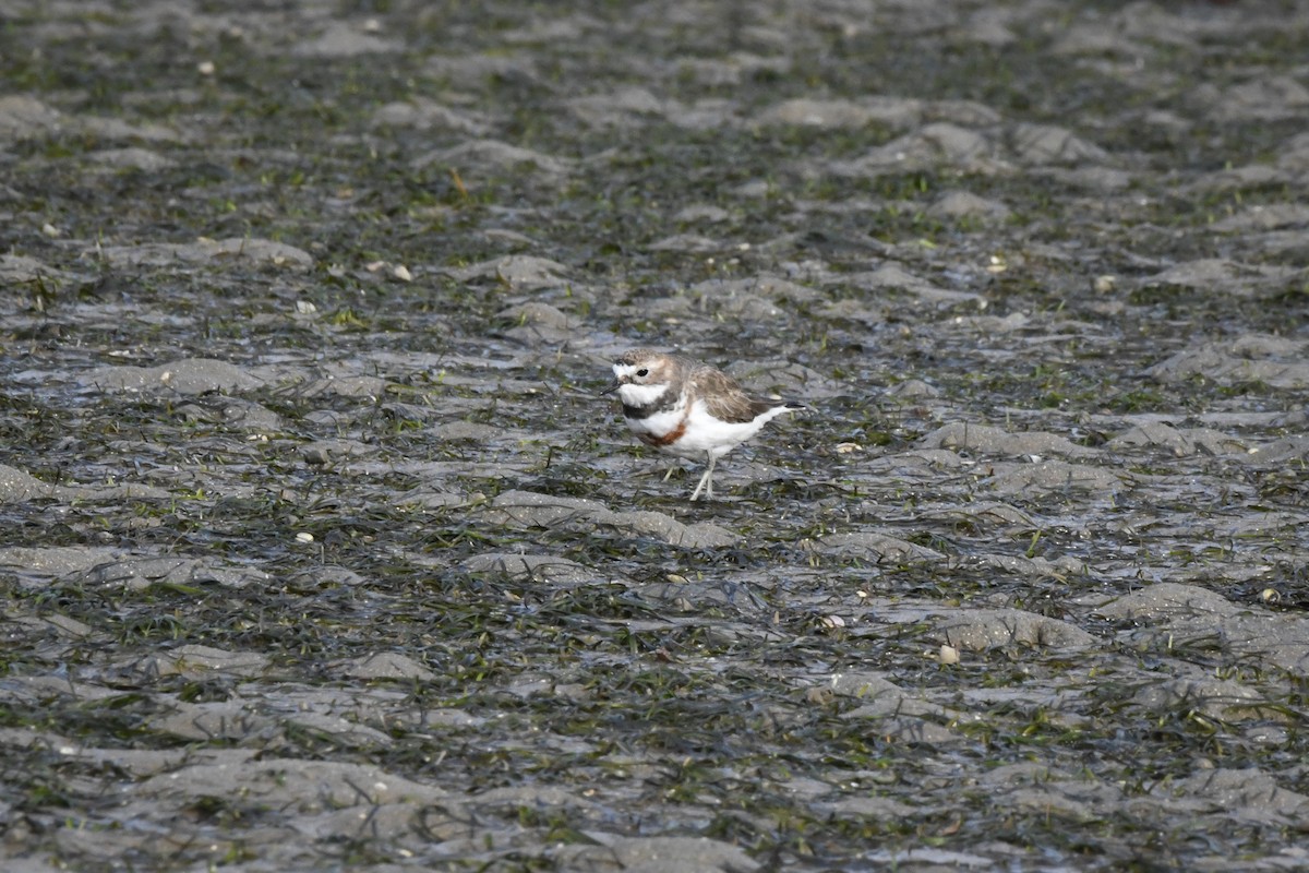 Double-banded Plover - ML473453651