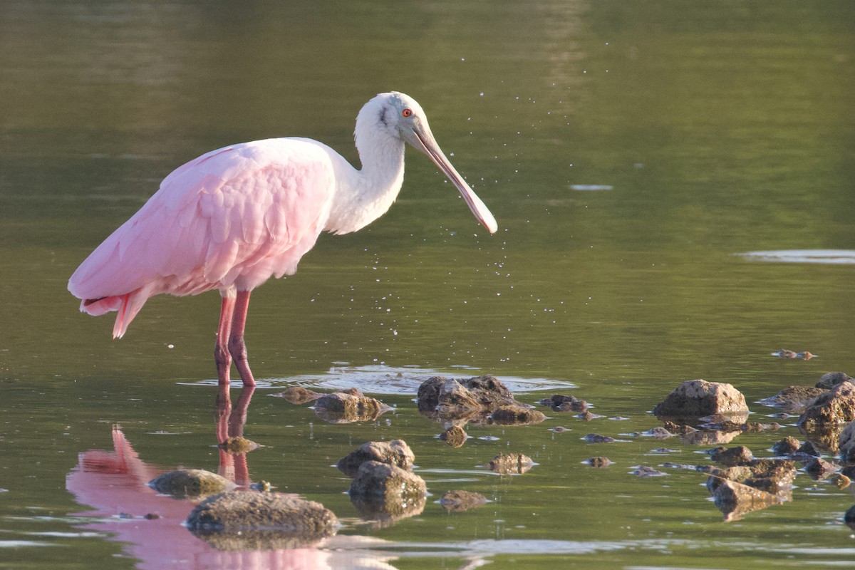 Roseate Spoonbill - Sandi Templeton