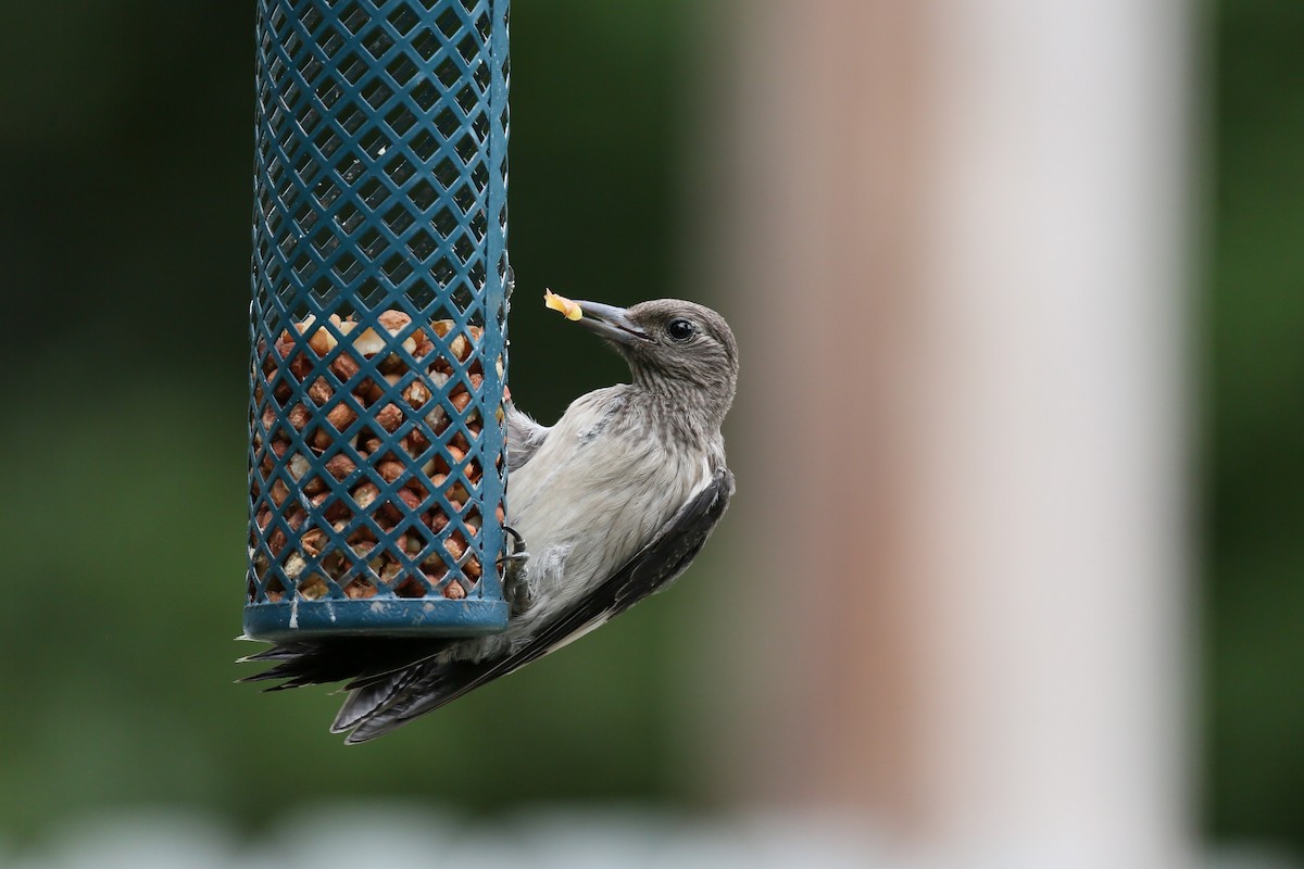 Red-headed Woodpecker - ML473454291