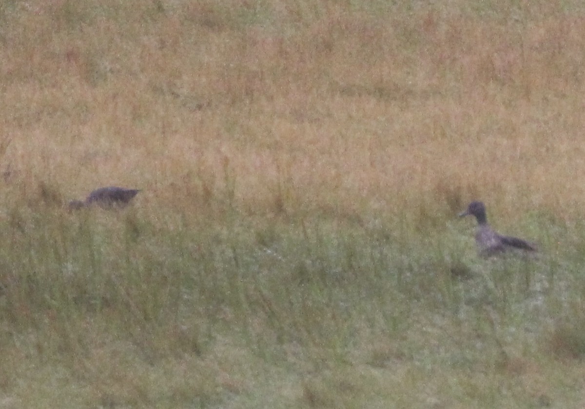 Andean Teal (Merida) - ML473454731