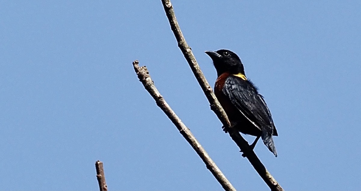 Yellow-mantled Weaver - Craig Rasmussen