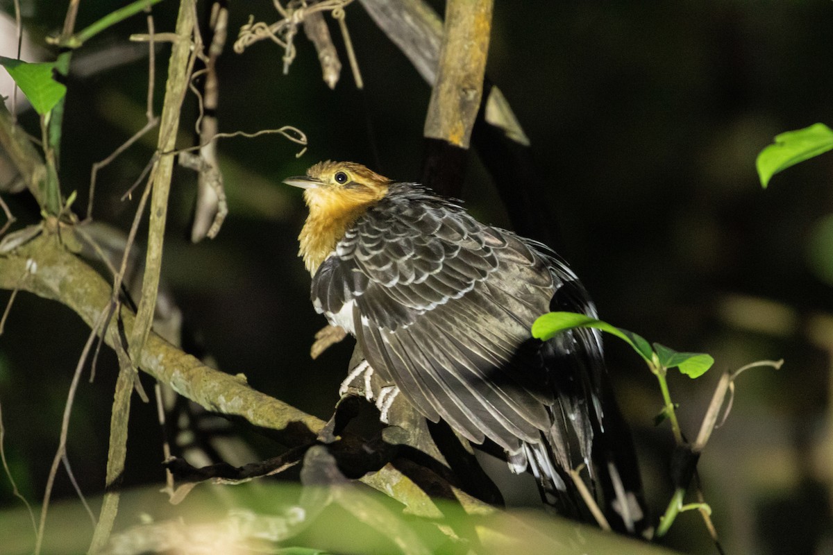 Pavonine Cuckoo - ML473459861