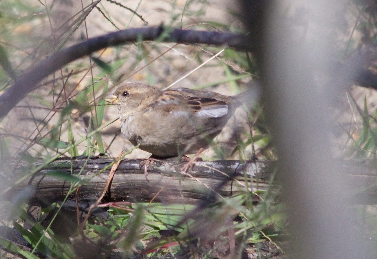 House Sparrow - ML473461441