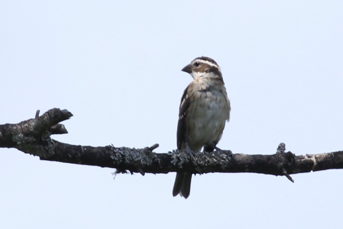 Rose-breasted Grosbeak - ML473461671