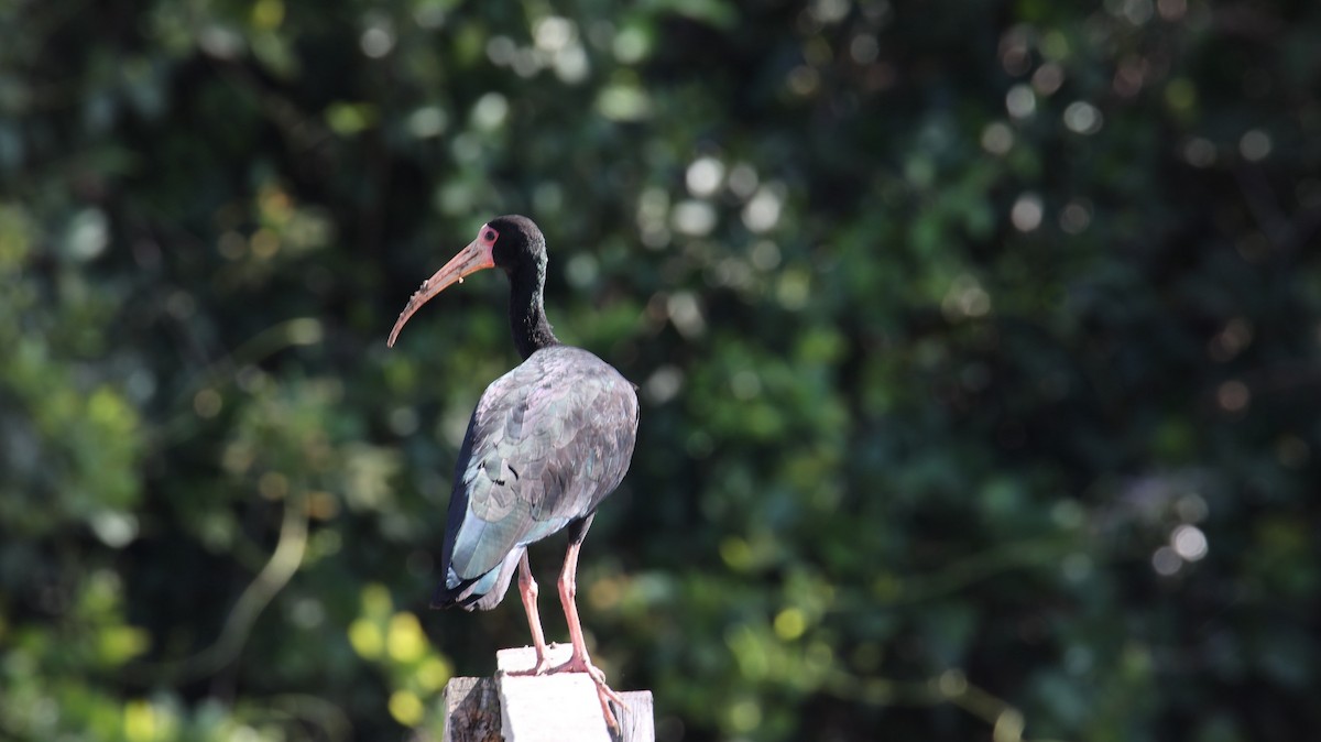 ibis tmavý - ML473462981