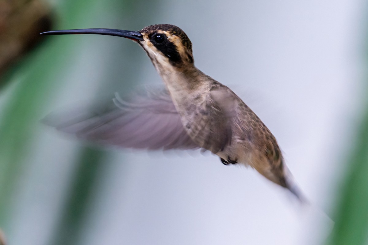 Pale-bellied Hermit - ML473463651