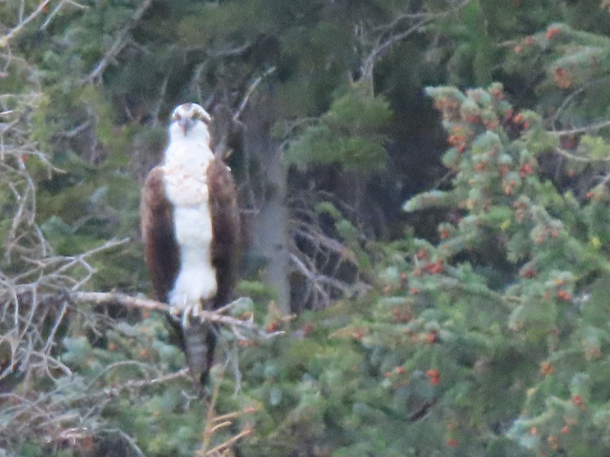 Osprey - Doug Kibbe