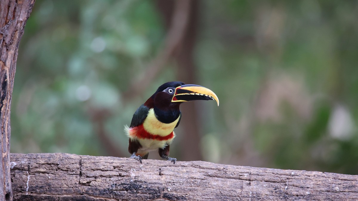 Chestnut-eared Aracari - Amanda Bielskas