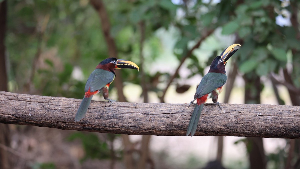 Chestnut-eared Aracari - ML473465601