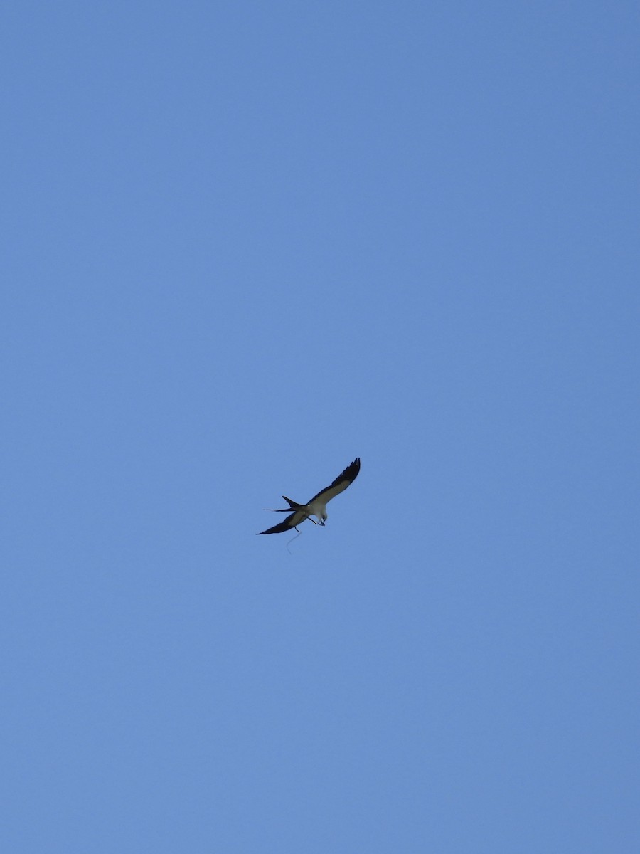 Swallow-tailed Kite - ML473466281